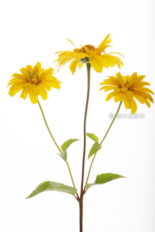 拉丁语Heliopsis helianthoides var.scabra 'Venus'中的夏季太阳